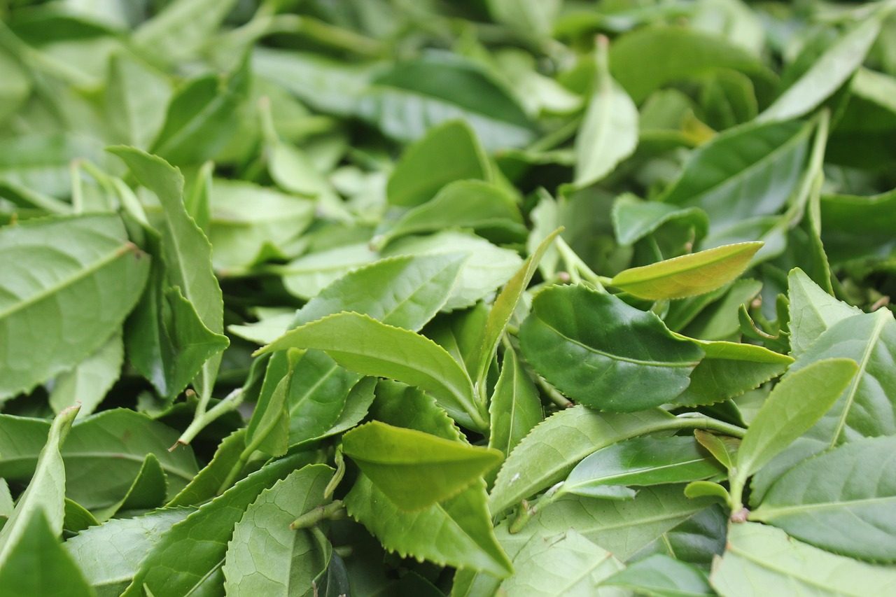 Otvorený zápisník a čerstvé ingrediencie na stole, redakčná práca a výživa